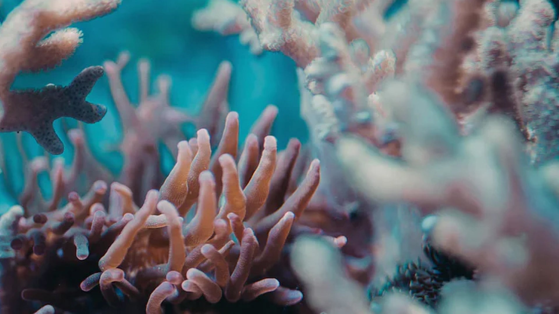 Delivering New Life to the Great Barrier Reef